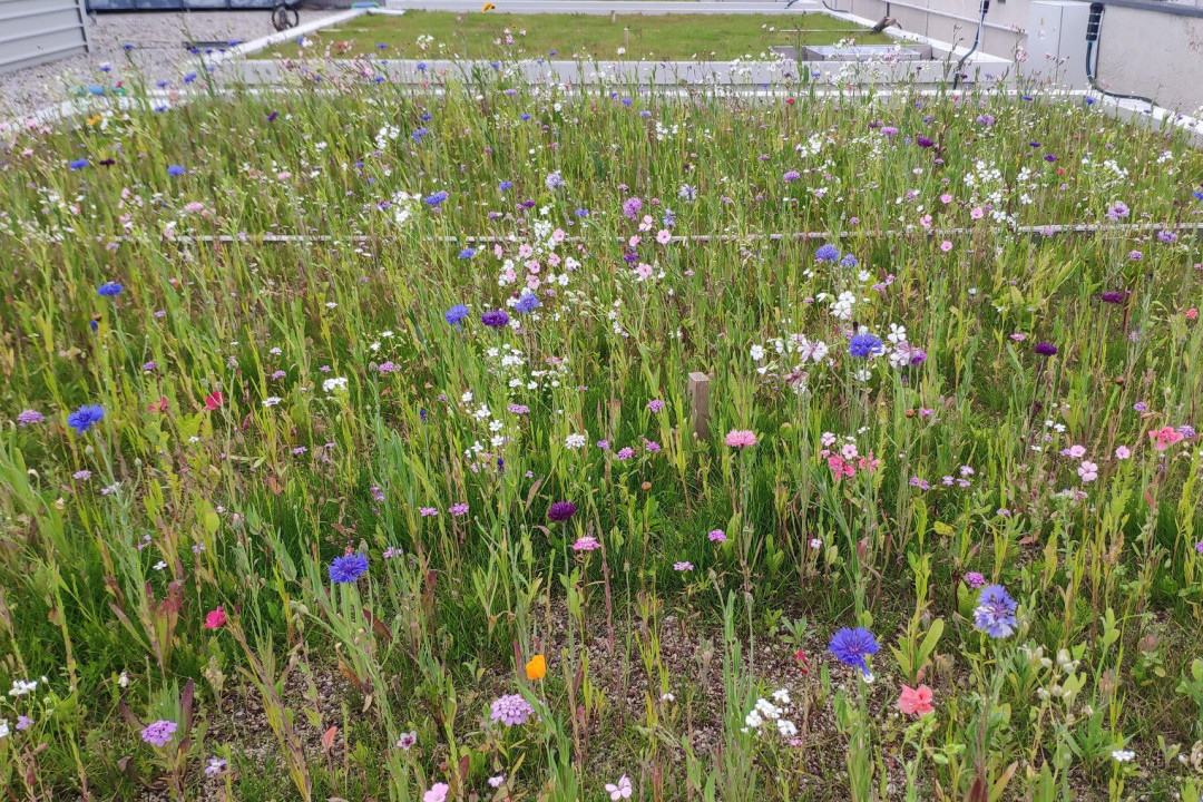 Blue Green Roof